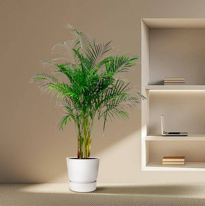 Goldfruchtpalme – Dypsis Lutescens – Areca-Palme – Zimmerpflanze – ca. 170 cm hoch – Ø24 cm Topf – Tropisches Flair für Innenräume – Luftreinigend & Pflegeleicht 