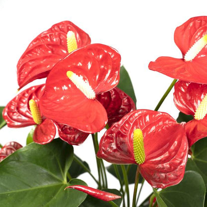 Flamingoblume - Anthurium Rot - Zimmerpflanze - Ø17cm - ↕55cm – Elegante rote Blüten – Pflegeleichte Zimmerpflanze 