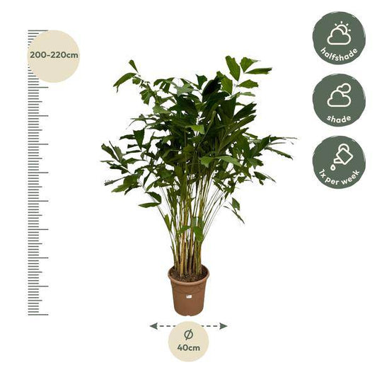 Caryota Mitis – Fischschwanzpalme – Zimmerpflanze ↕210cm – Ø40cm – Tropische Rarität mit gefiederten Blättern – XXL Palme für Wohnzimmer, Wintergarten & Büro 