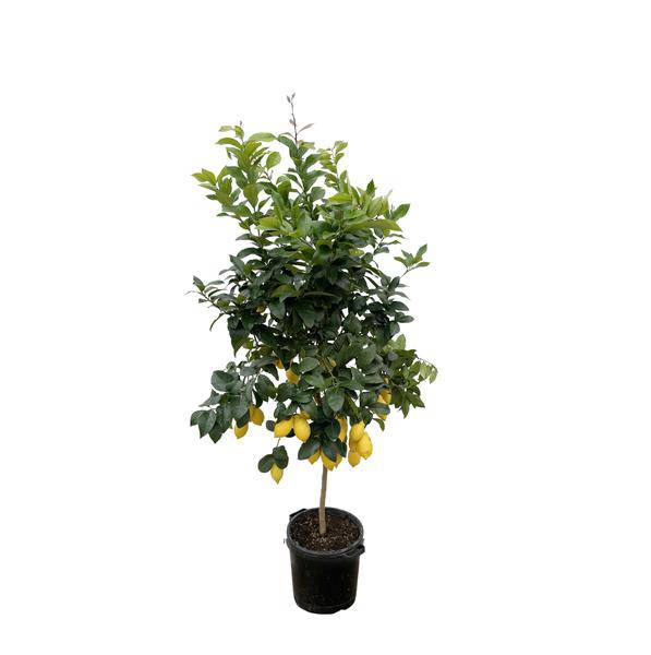 Zitronenbaum – Citrus Calamondin – Zitruspflanze 200cm – Ø40cm – Immergrüne Kübelpflanze mit duftenden Blüten & Früchten – Mediterraner Zitronenbaum für Garten, Terrasse & Wintergarten 