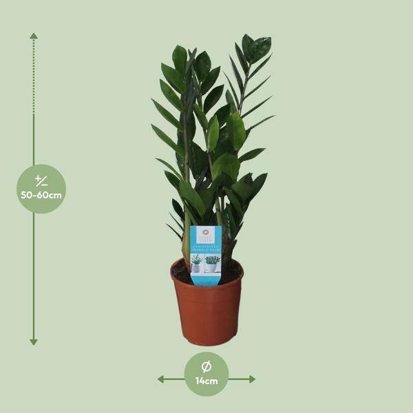 Glücksfeder - Zamioculcas Zamiifolia - Zimmerpflanze - Ø14cm - ↕55cm 