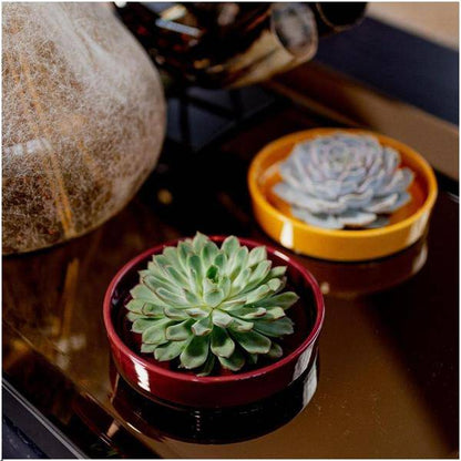 Sukkulente - Echeveria Pulidonis in Schale 'Rot' Ø20cm - ↕5cm 