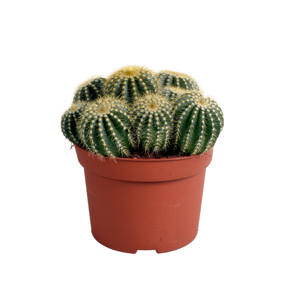 Kaktus - Eriocactus warasii - Zimmerpflanze - Sukkulente - 12cm 