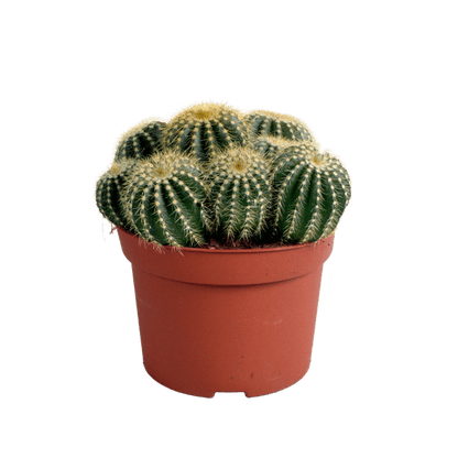 Kaktus - Eriocactus warasii - Zimmerpflanze - Sukkulente - 12cm 