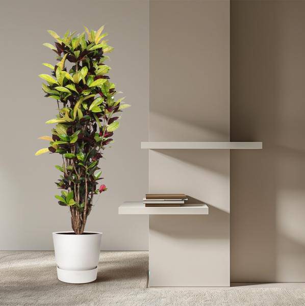 Wunderstrauch – Codiaeum Iceton Croton – Zimmerpflanze ca. 190cm Höhe – Ø45cm – dekorative Pflanze mit bunten Blättern für Wohnzimmer & Büro 