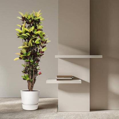 Wunderstrauch – Codiaeum Iceton Croton – Zimmerpflanze ca. 190cm Höhe – Ø45cm – dekorative Pflanze mit bunten Blättern für Wohnzimmer & Büro 