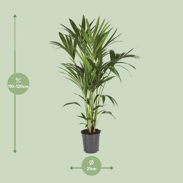 Kentiapalme - Howea Forsteriana - Zimmerpflanze - Ø21cm - ↕120cm 