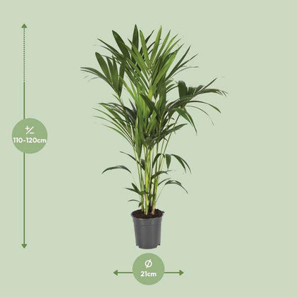 Kentiapalme - Howea Forsteriana - Zimmerpflanze - Ø21cm - ↕120cm 