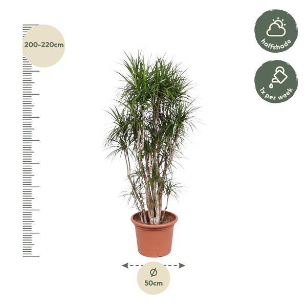 Drachenbaum - Dracaena Marginata - 220cm - ø40cm 