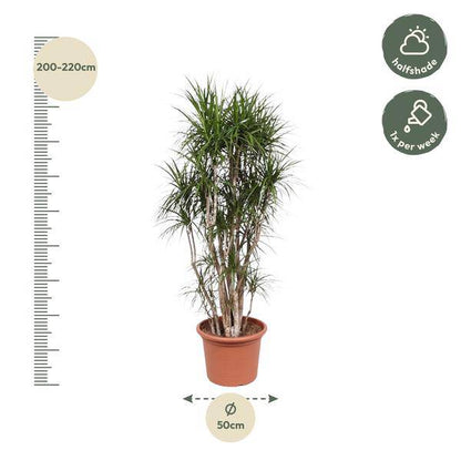 Drachenbaum - Dracaena Marginata - 220cm - ø40cm 