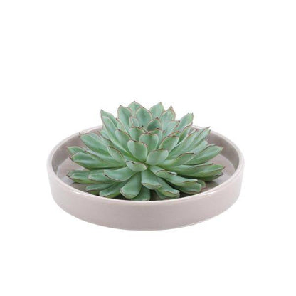 Sukkulente - Echeveria Pulidonis in Schale 'taupe' - Zimmerpflanze - Ø20 cm - ↕5 cm 