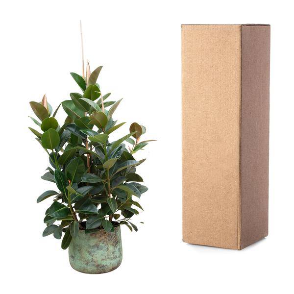 Gummibaum - Ficus Robusta - ZaGummibaum – Ficus Robusta – Zimmerpflanze 150cm – Ø38cm – XXL-Pflanze mit großen dunkelgrünen Blättern – Immergrüne Kübelpflanze für Wohnzimmer & Büro – Pflegeleichtimmerpflanze - 150cm - ø38cm 