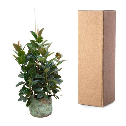 Gummibaum - Ficus Robusta - ZaGummibaum – Ficus Robusta – Zimmerpflanze 150cm – Ø38cm – XXL-Pflanze mit großen dunkelgrünen Blättern – Immergrüne Kübelpflanze für Wohnzimmer & Büro – Pflegeleichtimmerpflanze - 150cm - ø38cm 
