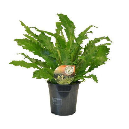 Nestfarn - Asplenium Campio - Zimmerpflanze - Ø17cm - ↕50cm 