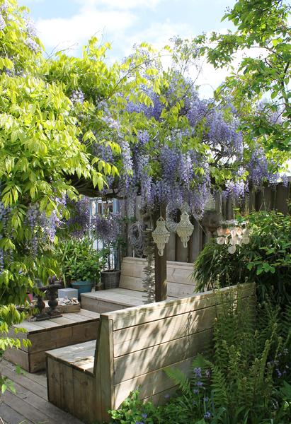 Chinesischer Duft-Blauregen - Wisteria sinensis Caroline - Ø15cm - ↕65cm 