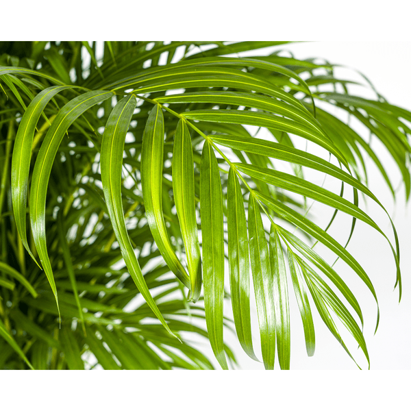 Dypsis Areca lutescens – Goldfruchtpalme – Zimmerpflanze – Ø27 cm – Höhe 150-170 cm – Tropische, federartige Blätter – Ideal für Wohnräume & Büro 