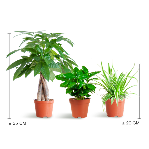 Haustierfreundliches Pflanzset – Zimmerpflanzen Mix – Ø12cm – Ungiftig für Katzen & Hunde – 3 Pflanzen-Set – Für Kinder und Haustiere geeignet 