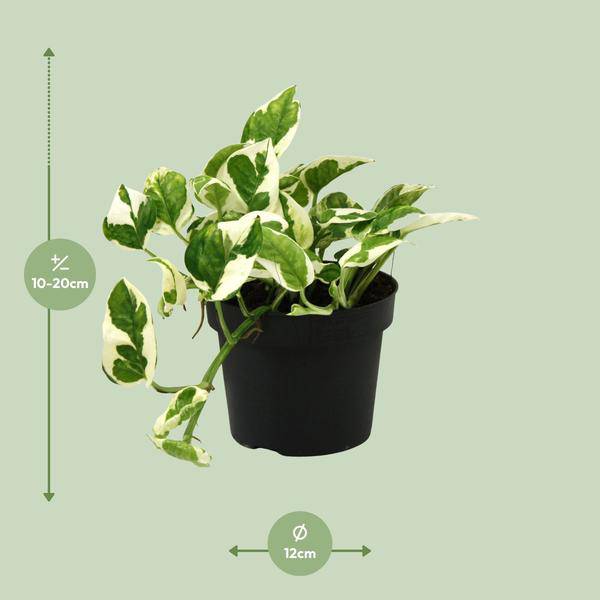 Gefleckte Efeutute - Scindapsus Epipremnum N'joy - Zimmerpflanze - Ø12cm - ↕15cm 