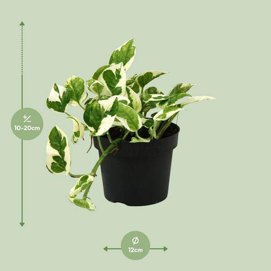 Gefleckte Efeutute - Scindapsus Epipremnum N'joy - Zimmerpflanze - Ø12cm - ↕15cm 