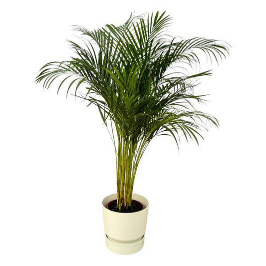 Areca Palme – Betelpalme – Zimmerpflanze ca. 130cm – ø24cm – inkl. Pflanzgefäß Greenville Weiß D30xH28 – Tropische Zimmerpalme für Wohnzimmer, Büro & Wintergarten 