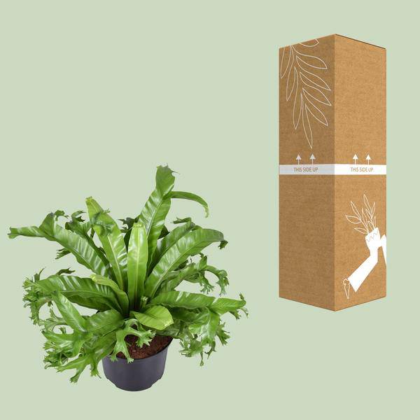 Nestfarn - Asplenium Nidus Crissie - Zimmerpflanze - Ø23cm - ↕55cm 