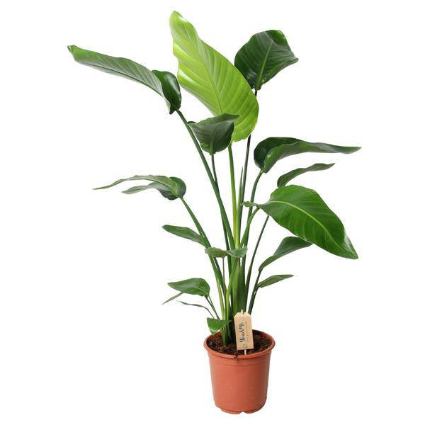 Baum-Strelitzie - Strelitzia Nicolai - Zimmerpflanze - Ø21cm - ↕100cm 
