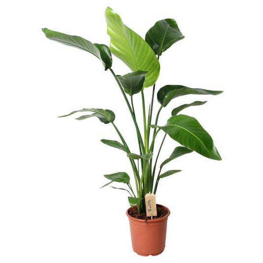Baum-Strelitzie - Strelitzia Nicolai - Zimmerpflanze - Ø21cm - ↕100cm 
