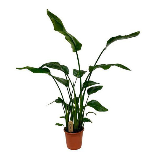 Strelitzia Nicolai – Baum-Strelitzie – Ø21cm – ↕120cm – Exotische Zimmerpflanze – XXL Bananenblatt-Optik – Für Wohnzimmer & Büro 