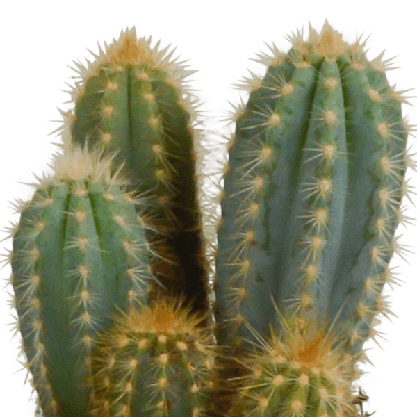 Kaktus - Cereus - Mix - 10,5 cm - 3 Stück - Zimmerpflanze - im weißen Topf 