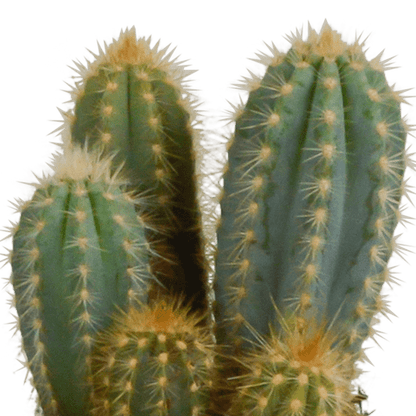 Kaktus - Cereus - Mix - 10,5 cm - 3 Stück - Zimmerpflanze - im weißen Topf 