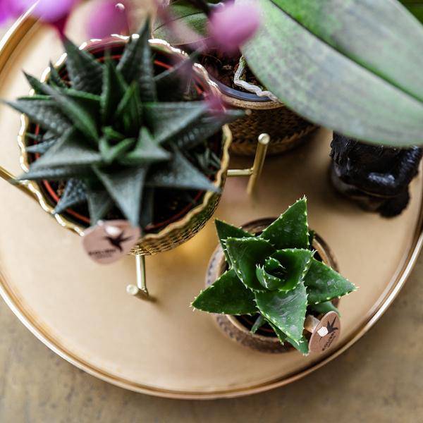 Pflanzenset Hotel Chic – Flieder – Phalaenopsis Orchidee & Sukkulenten – Inklusive Diamond- & Groove-Keramiktöpfe – Mit Monkey Long Tail & goldenem Tablett – Elegantes Zimmerpflanzen-Set 
