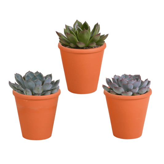 Steinrose - Echeveria-Mix - 8,5 cm - 3 Stück - Zimmerpflanze - im Terrakotta-Topf 