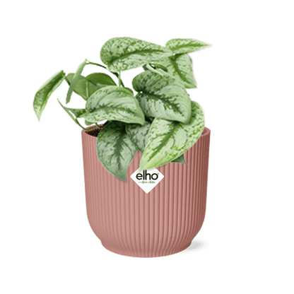 Efeutute - Scindapsus Pictus 'Trebie' - Zimmerpflanze + Topf Vibes Fold 14cm Rosa 