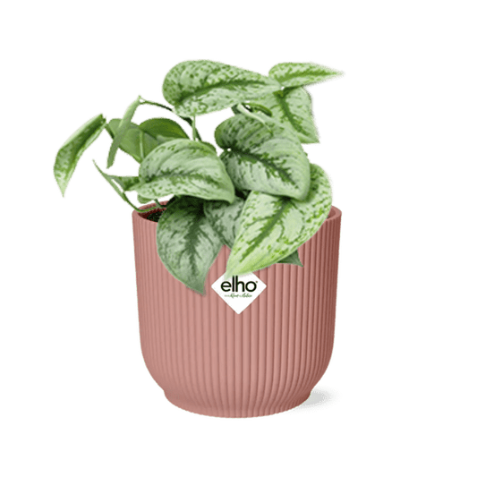 Efeutute - Scindapsus Pictus 'Trebie' - Zimmerpflanze + Topf Vibes Fold 14cm Rosa 