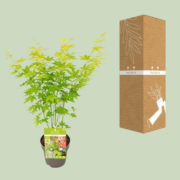Japanischer Fächerahorn - Acer palmatum Going Green - Zimmerpflanze - Ø15cm - ↕30cm 