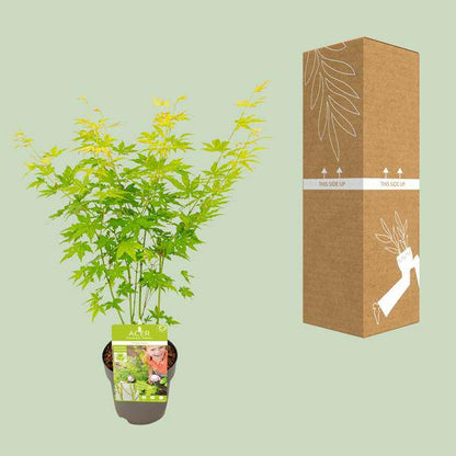 Japanischer Fächerahorn - Acer palmatum Going Green - Zimmerpflanze - Ø15cm - ↕30cm 
