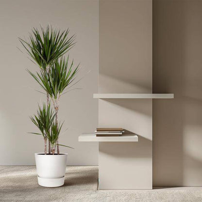 Drachenbaum – Dracaena Marginata 160cm – Ø27cm – Zimmerpflanze mit grünen Blättern & roten Rändern – In braunem Design-Topf – Pflegeleichte Dekopflanze für Wohnzimmer, Büro & Wintergarten 