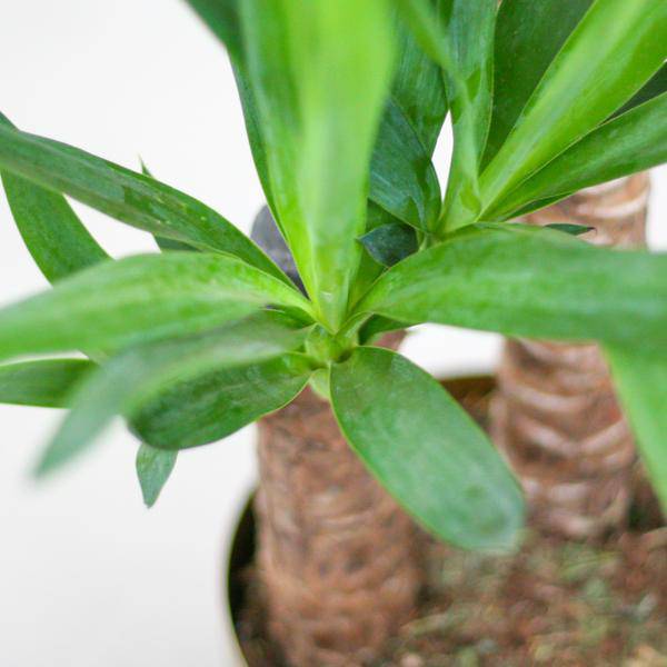 Yucca Elephantipes – Riesen-Palmlilie – Zimmerpflanze – 90 cm hoch – Ø21 cm – inkl. Korb Sofia Natur – pflegeleicht, robust, dekorativ 