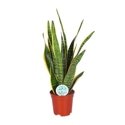 Bogenhanf - Sansevieria Trifasciata Laurentii - Zimmerpflanze - Ø17cm - ↕60cm 