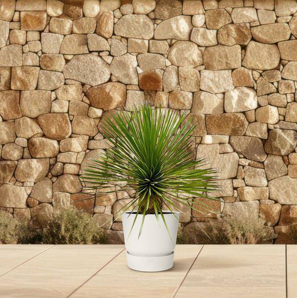 Palmlilie - Yucca Rostrata auf Stiel - ↕70 cm - Ø30cm - Exotische Zimmer- & Terrassenpflanze – Pflegeleicht & robust 