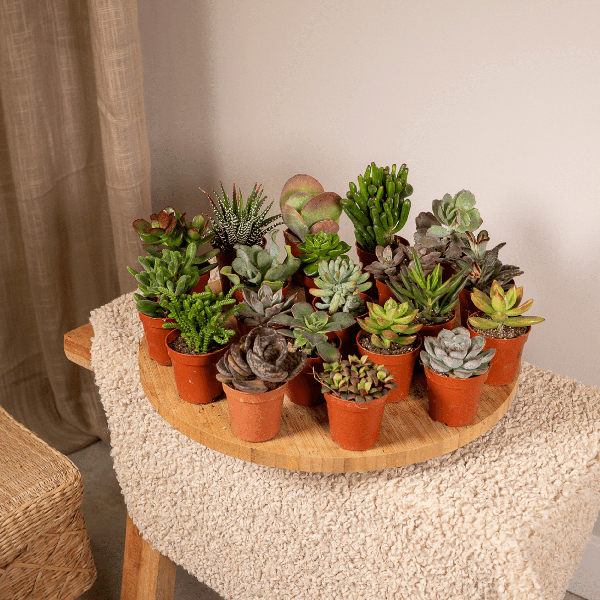 Sukkulenten Mix – 10 Pflanzen – Verschiedene Arten – Aloe Vera, Echeveria, Kalanchoe, Sedum – Zimmerpflanzen im Topf – Ø5,5cm