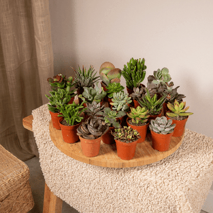 Sukkulenten Mix – 10 Pflanzen – Verschiedene Arten – Aloe Vera, Echeveria, Kalanchoe, Sedum – Zimmerpflanzen im Topf – Ø5,5cm
