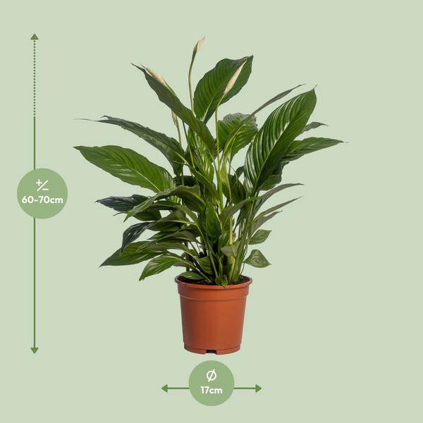 Einblatt - Spathiphyllum Vivaldi - Zimmerpflanze - Ø17cm - ↕70cm 