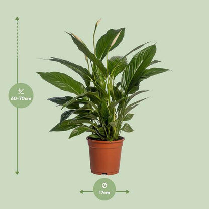 Einblatt - Spathiphyllum Vivaldi - Zimmerpflanze - Ø17cm - ↕70cm 