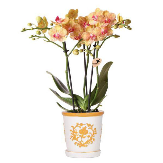 Orchidee Jamaica Orange Phalaenopsis – Zimmerpflanze mit 2-3 Rispen – inkl. Malaga Deko-Topf Orange Ø9cm – tropische Blühpflanze für Zuhause 