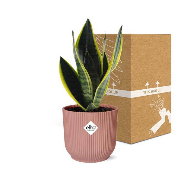 Bogenhanf Sansevieria Futura Superba – Schwiegermutterzunge Zimmerpflanze inkl. Ziertopf Vibes Fold Rosa Ø14cm – Pflegeleicht & luftreinigend – Für Schlafzimmer, Wohnzimmer & Büro 