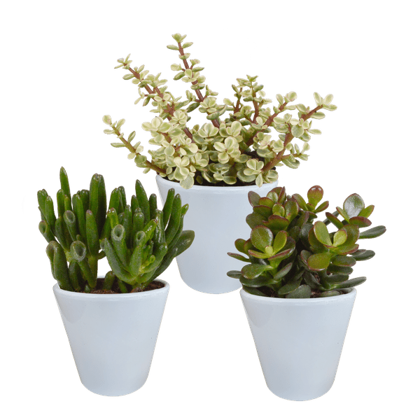Dickblatt - Crassula - Mix - 8,5 cm - 3 Stück - im Witte-Topf 