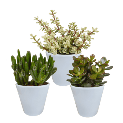 Dickblatt - Crassula - Mix - 8,5 cm - 3 Stück - im Witte-Topf 