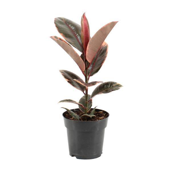 Gummibaum - Ficus Elastica Belize - Zimmerpflanze - Ø17cm - ↕55cm 
