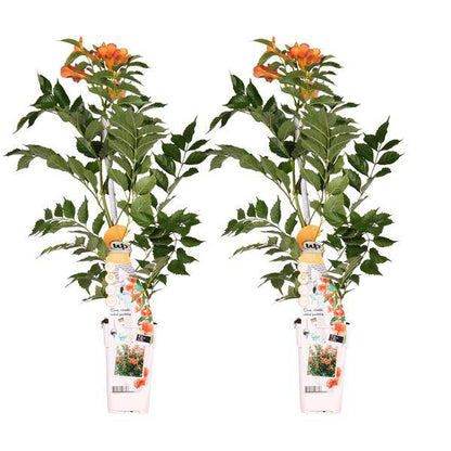Klettertrompete - Campsis 'Indian Summer' - ↨65cm - Ø15cm - 2 Stück 